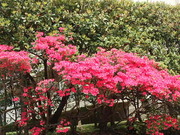 画像(180x135)・拡大画像(480x360)