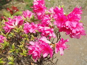 画像(180x135)・拡大画像(480x360)