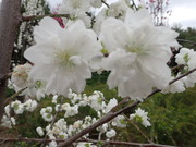 画像(180x135)・拡大画像(480x360)