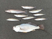 画像(180x135)・拡大画像(480x360)