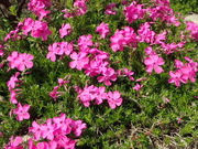 画像(180x135)・拡大画像(480x360)