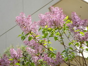 画像(180x135)・拡大画像(480x360)