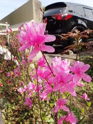 画像(135x180)・拡大画像(360x480)