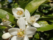 画像(180x135)・拡大画像(480x360)