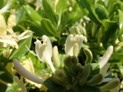 画像(180x135)・拡大画像(480x360)