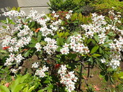 画像(180x135)・拡大画像(480x360)