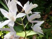 画像(180x135)・拡大画像(480x360)