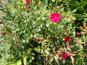 画像(180x135)・拡大画像(480x360)