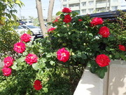 画像(180x135)・拡大画像(480x360)