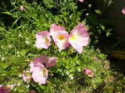 画像(180x135)・拡大画像(480x360)