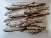 画像(180x135)・拡大画像(480x360)