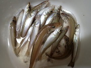 画像(180x135)・拡大画像(480x360)