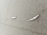 画像(180x135)・拡大画像(480x360)