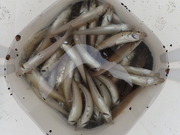 画像(180x135)・拡大画像(480x360)