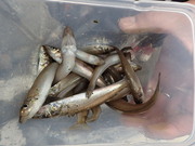 画像(180x135)・拡大画像(480x360)