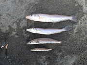 画像(180x135)・拡大画像(480x360)