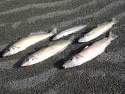 画像(180x135)・拡大画像(480x360)