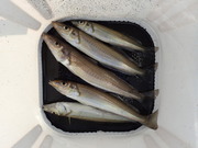 画像(180x135)・拡大画像(480x360)