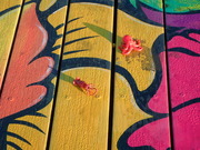 画像(180x135)・拡大画像(480x360)