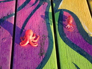 画像(180x135)・拡大画像(480x360)