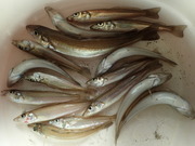 画像(180x135)・拡大画像(480x360)