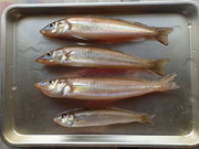 画像(180x135)・拡大画像(480x360)