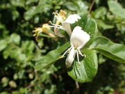 画像(180x135)・拡大画像(480x360)