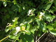 画像(180x135)・拡大画像(480x360)