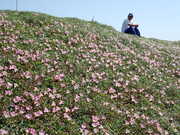 画像(180x135)・拡大画像(480x360)