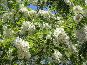 画像(180x135)・拡大画像(480x360)