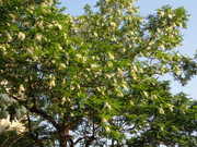 画像(180x135)・拡大画像(480x360)