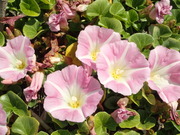 画像(180x135)・拡大画像(480x360)