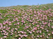 画像(180x135)・拡大画像(480x360)