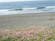 画像(180x135)・拡大画像(480x360)