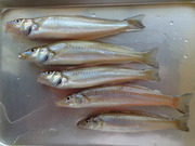 画像(180x135)・拡大画像(480x360)