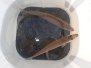 画像(180x135)・拡大画像(480x360)