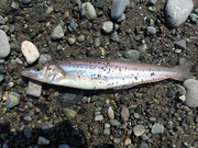 画像(180x135)・拡大画像(480x360)