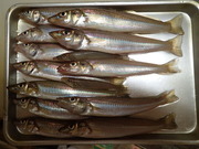 画像(180x135)・拡大画像(480x360)