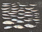 画像(180x135)・拡大画像(480x360)