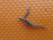 画像(180x135)・拡大画像(480x360)