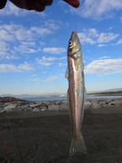 画像(135x180)・拡大画像(360x480)