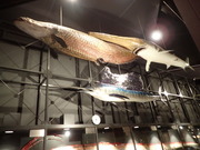 画像(180x135)・拡大画像(480x360)