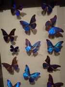 画像(135x180)・拡大画像(360x480)