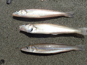 画像(180x135)・拡大画像(480x360)