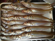 画像(180x135)・拡大画像(480x360)