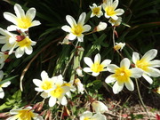 画像(180x135)・拡大画像(480x360)