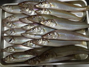 画像(180x135)・拡大画像(480x360)