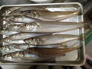 画像(180x135)・拡大画像(480x360)