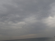 画像(180x135)・拡大画像(480x360)