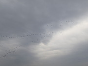 画像(180x135)・拡大画像(480x360)